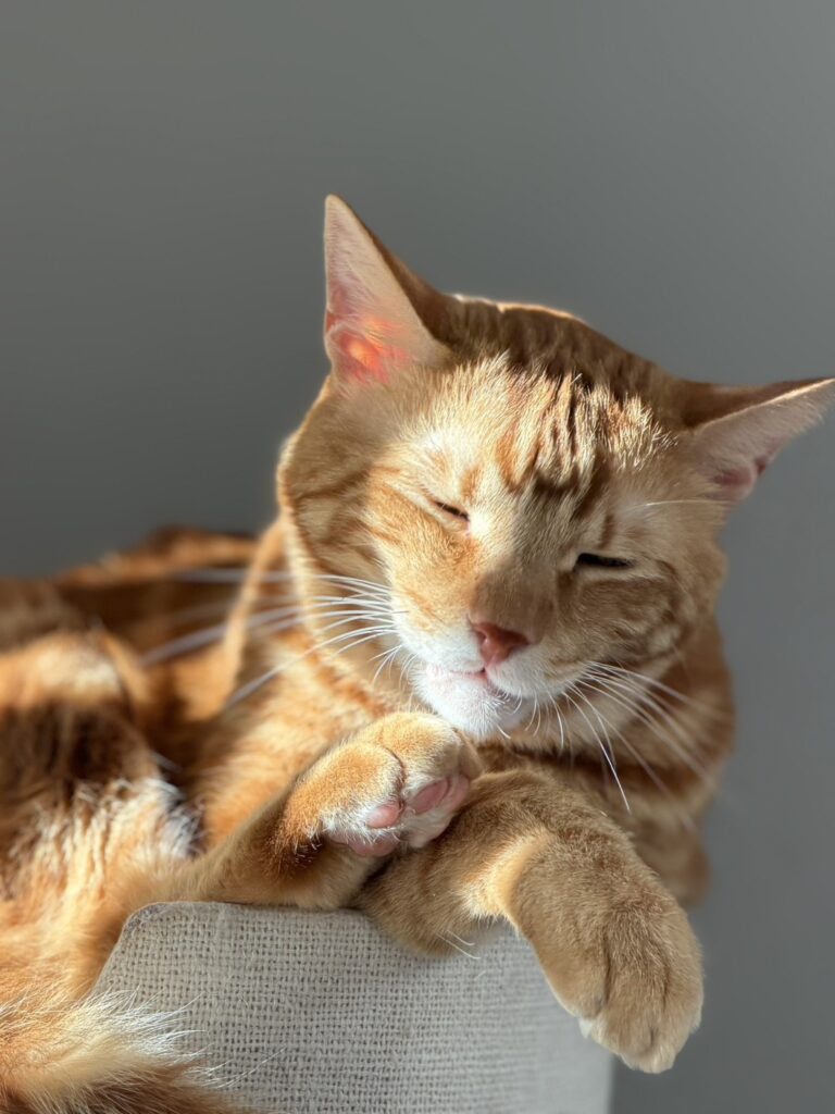 【岡崎市】犬・猫のためのリノベーション完全ガイド